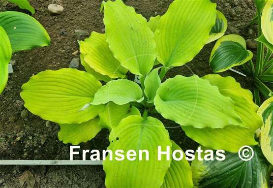 Hosta Echo the Sun